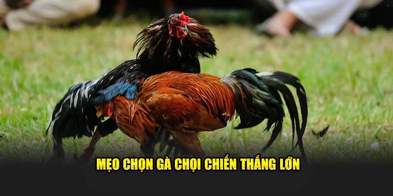 Mẹo Chọn Gà Chọi Kubet77