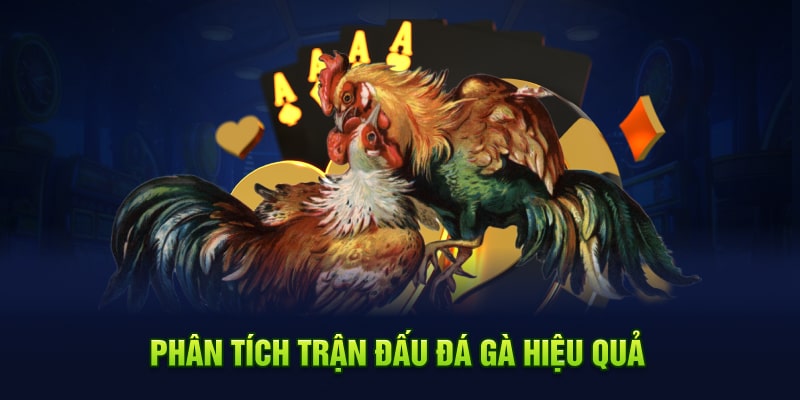 Phân tích trận đấu đá gà hiệu quả Kubet77