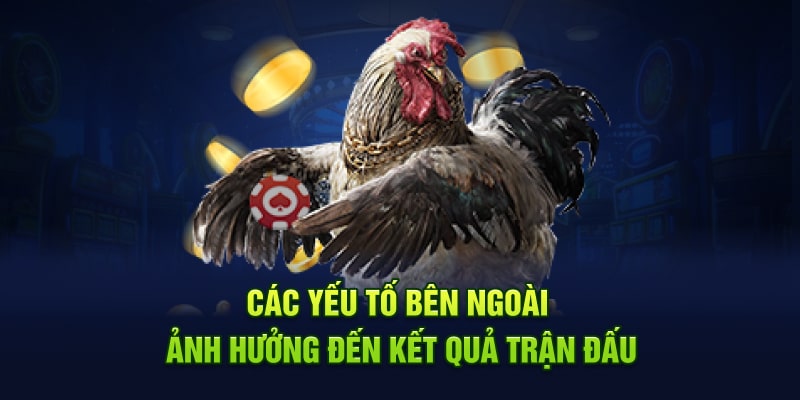 Yếu tố bên ngoài ảnh hưởng đến kết quả